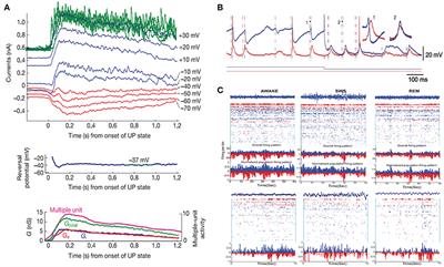 Synaptic E-I Balance Underlies Efficient Neural Coding